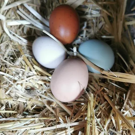 A La Ferme D'ourches לינה וארוחת בוקר