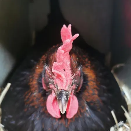 A La Ferme D'ourches