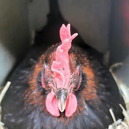 فندق مبيت وإفطار A La Ferme D'ourches Cerville
