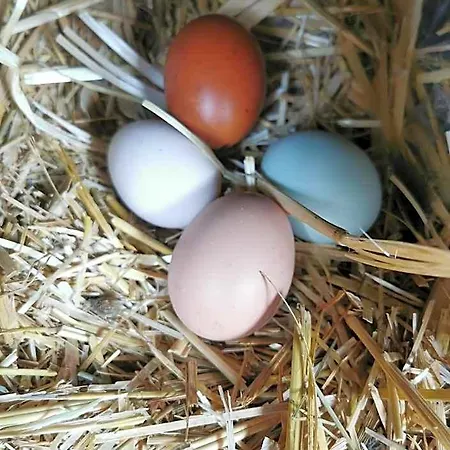 A La Ferme D'ourches فندق مبيت وإفطار Cerville