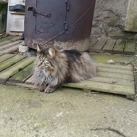 B&B A La Ferme D'ourches