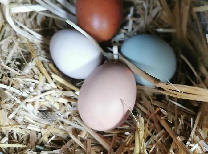 A La Ferme D'ourches Bed & Breakfast