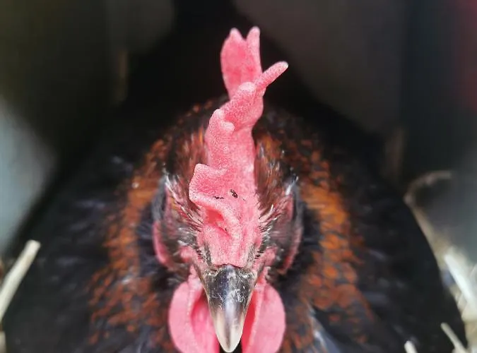 A La Ferme D'ourches