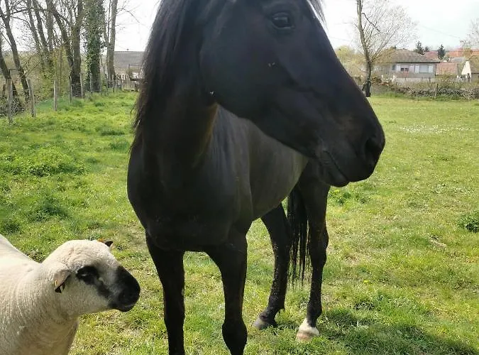 A La Ferme D'ourches