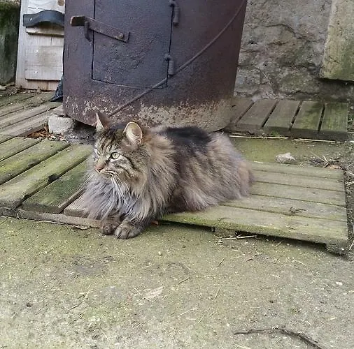 Bed & Breakfast A La Ferme D'ourches